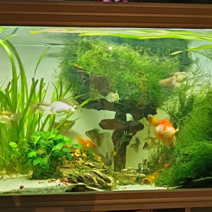 Poisson rouge voile de Chine
