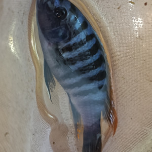 Meylandia Zebra chilumba OB