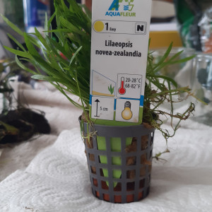 Lot de plante d'aquarium