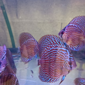 Discus et cory sterbai