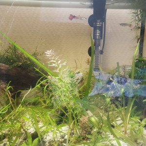 Recherche guppy a donner