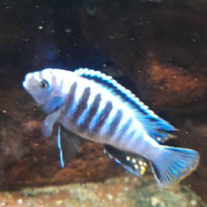 Cichlidés Malawi