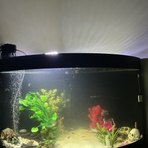 Recherche poisson à récupérer