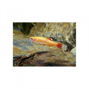 Tanichthys albonubes GOLD - Vairon de Chine doré
