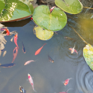 Don 20 poissons rouges communs jeunes couleurs variées (issus bassin extérieur) - Chatellerault