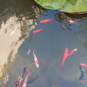 Don 20 poissons rouges communs jeunes couleurs variées (issus bassin extérieur) - Chatellerault