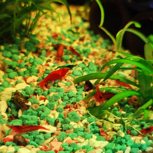 Crevettes rouge et déclassées
