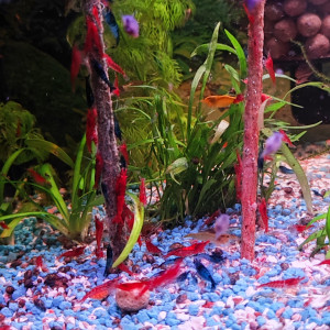 Crevettes rouge et déclassées