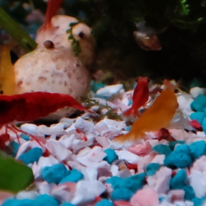 Crevettes rouge et déclassées