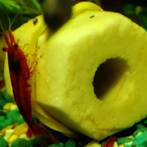 Crevettes rouge et déclassées