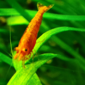 Crevettes rouge et déclassées