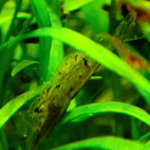 Crevettes rouge et déclassées