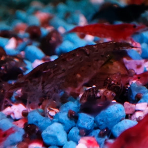 Crevettes rouge et déclassées