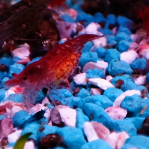 Crevettes rouge et déclassées