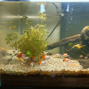 Don de Platy