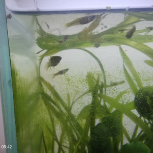 Echange guppys