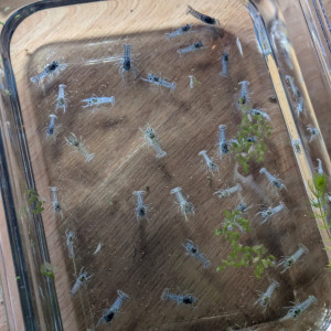Écrevisses Naines Bleus