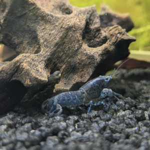 Écrevisses Naines Bleus