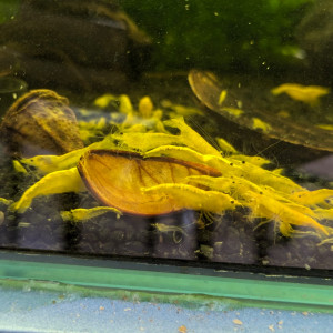 Yellow Néon