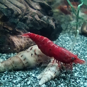 Neocaridina davidi Red Cherry