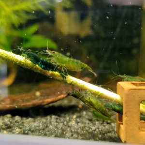 Green Jade