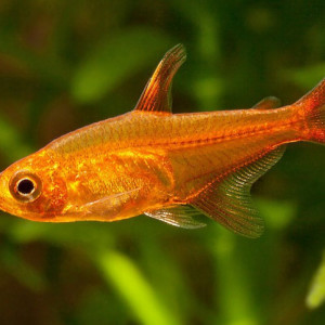URGENT Donne banc Rasbora amandae adulte 1 an et demis