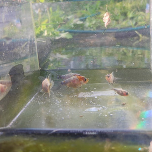 Jeunes poissons Shubunkin – nés en bassin (juin2025)