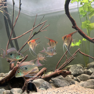 Scalaire red manacapuru et geophagus sveni
