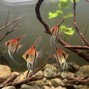 Scalaire red manacapuru et geophagus sveni