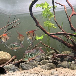 Scalaire red manacapuru et geophagus sveni