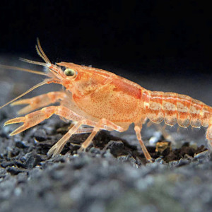 Écrevisses naines cpo