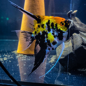 Repro de scalaire koi