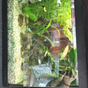 Vend platys