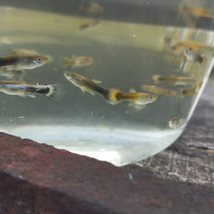 Jeune guppy