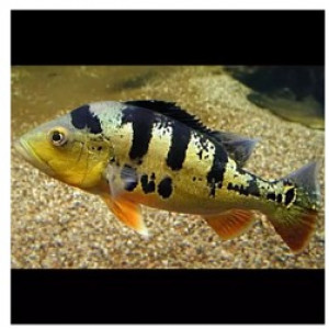 CICHLASOMA OCELLARIS