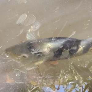 CICHLASOMA OCELLARIS