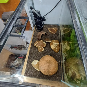 Aquarium 20L equipé et sol technique