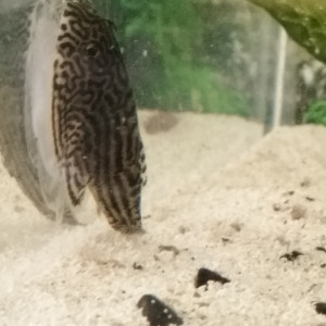 Loche Leopard