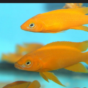 Donne Neolamprologus leleupi groupe