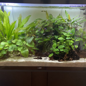 Tetras arlequins