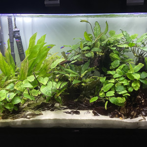 Tetras Cuivré