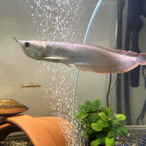 Arowana Osteoglossum environ 26cm