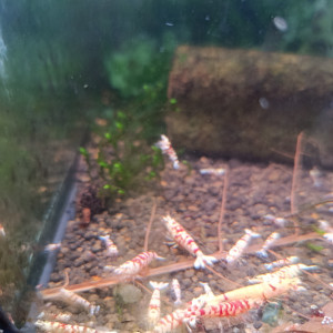 Caridina fancy red