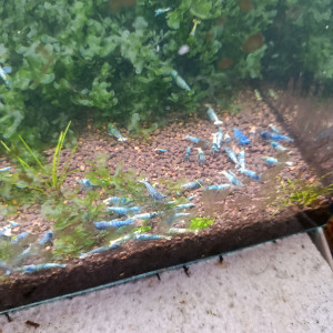 Caridina Blue bolt