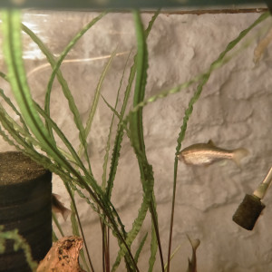 Danios