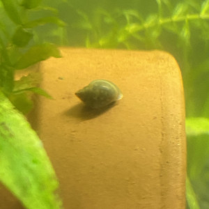 🐌 Vente d’escargots d’aquarium Physa marmorata