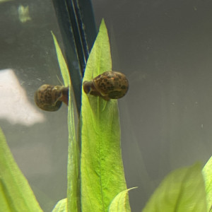Planorbes  léopards