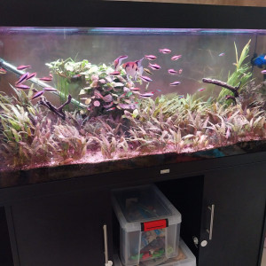Vend Aquarium complet 450 L