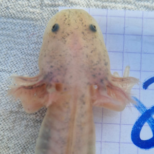 Axolotl Axantiques Dirty