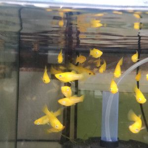 Mollys sphenops jaune